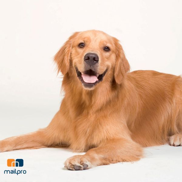 Email Marketing per Cliniche Veterinarie